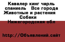 Кавалер кинг чарль спаниель - Все города Животные и растения » Собаки   . Нижегородская обл.